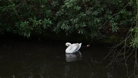 A white swan floating on the lake, cleaning its feathers with its beak. Stock Footage 304921904