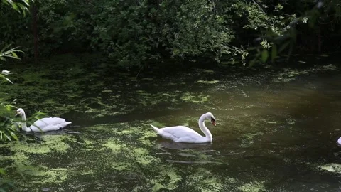 A white swan floating on the lake flaps its wings. Stock Footage 199230449