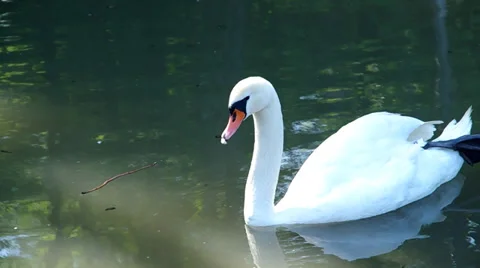White swan floating on the lake Stock Footage 39351509