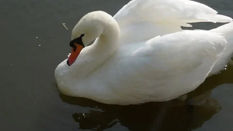 A white swan is floating on the lake. Stock Footage 140350558