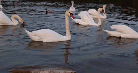 A white swan floating on a lake in spring, a white swan in the sunlight in Stock Footage 288683961