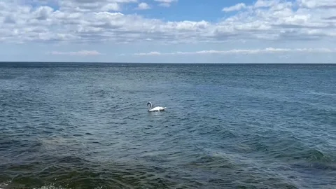 White swan floating peacefully on wavy lake in a sunny spring day 動画素材 344198499