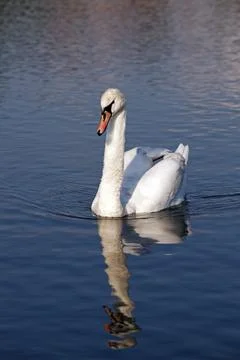 White swan floating. Stock Photos