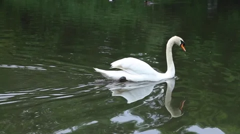 White swan floating in a pond. Stock Footage 63983659