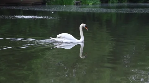 White swan floating in a pond. Stock Footage 63983740
