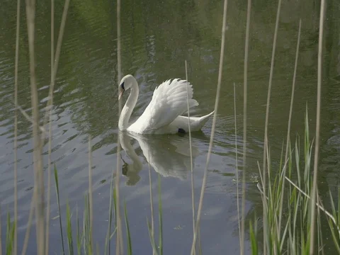 White swan floating on pond surface. Raccoons and grasses in foreground. Stock Footage
