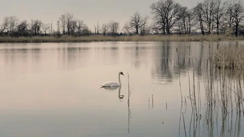 White swan floating on pond surface. Reed and grasses in foreground. Видео 88278870