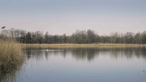 White swan floating on pond surface. Reed and grasses in foreground. Vidéo 88329883