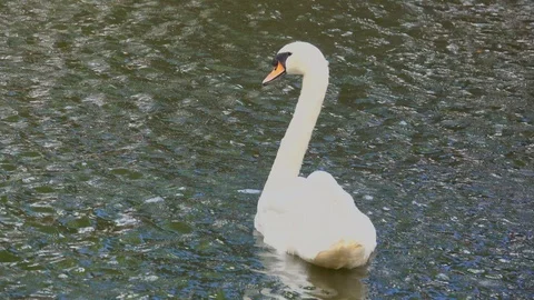 White swan floating on pool or pond, beautiful swan swimming in water Stock Footage 100341010