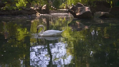 White Swan Floating on Pool or Pond Stock Footage 115505571