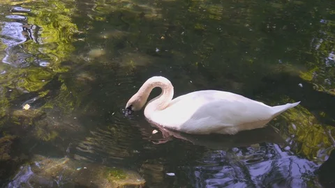 White Swan Floating on Pool or Pond Stock Footage 115505831