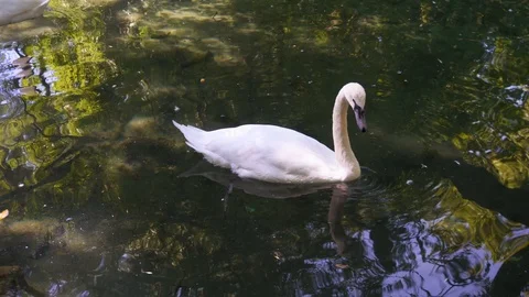 White Swan Floating on Pool or Pond Stock Footage 115506020