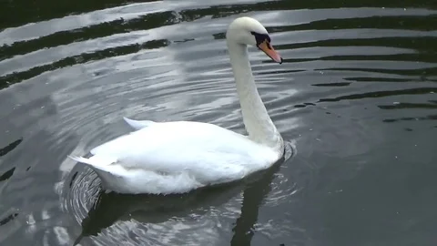 White Swan floating on the river Video stock 77207355