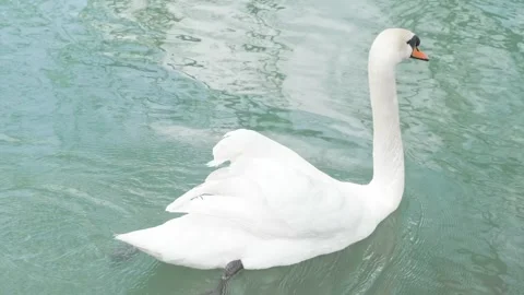 White swan floating on  surface of water Stock Footage 276207930