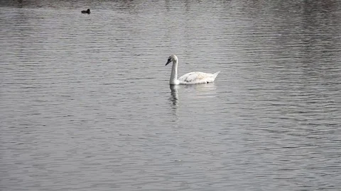 White Swan floating on the water, asmr Stock Footage 127295802