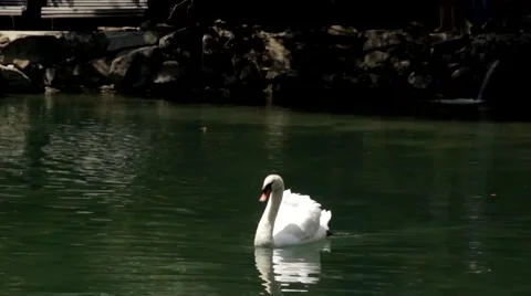 White Swan floating on water Stock Footage 45169971