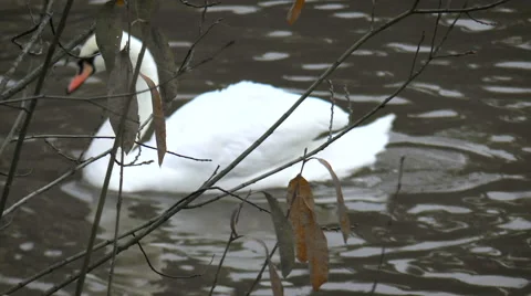 White swan floating on water Stock Footage 68387782