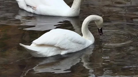 White swan floating on water Stock Footage 240401915