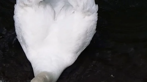 White swan floating in the zoo Stock Footage 86436635