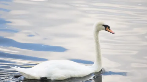 White Swan Floats Stockbeeldmateriaal 64936122