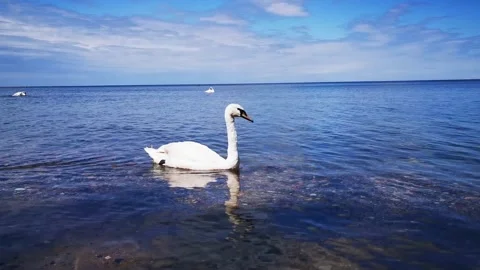 A white Swan floats in the frame. Close up 4K Stock Footage 133088161