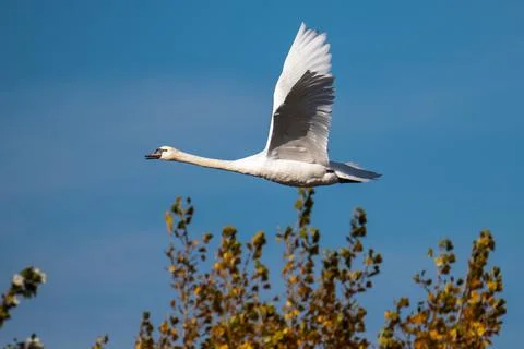 White swan flying with blue sky Stock Photos