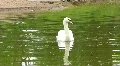 White swan HD Footage
