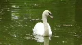 White swan HD Footage