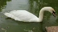 White swan HD Footage