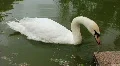 White swan HD Footage
