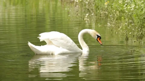 White swan Stock Footage 7744988