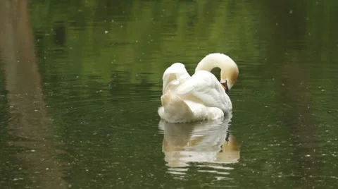 White swan Video stock 7751365