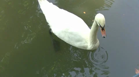 White Swan Stock Footage 8601413