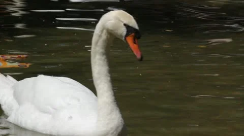 White swan Stock Footage