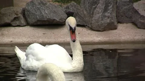 White Swan Stock Footage 11268595