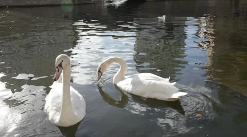 White swan Stock Footage 20524857