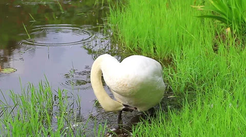 White swan 스톡 동영상 24590407