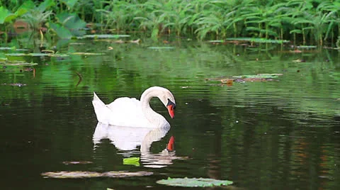 White swan Stock Footage 24592582