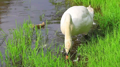 White swan Vídeo Stock 24594073
