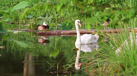 White swan Stockbeeldmateriaal 24614698