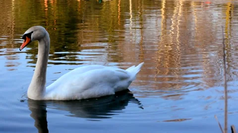 White swan Stock Footage 36149915