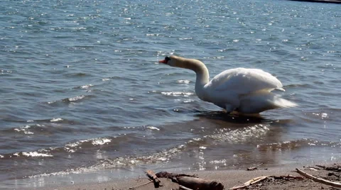 White Swan Stock Footage 37335515