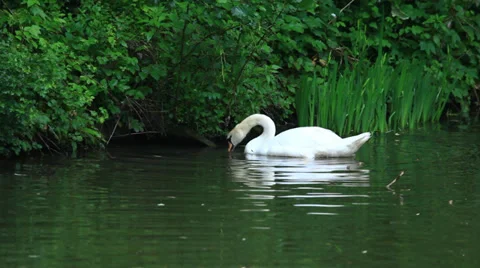 White swan Stock Footage 38721531