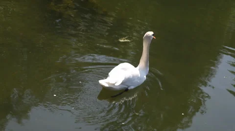 White swan Stock Footage 38801510