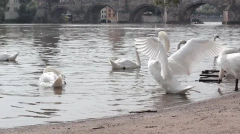 White Swan Stock Footage 41417774