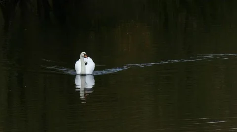 White Swan Stock Footage 46199499