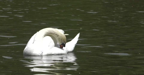 White swan Video stock 63145021