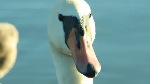 White swan Video stock 67668685