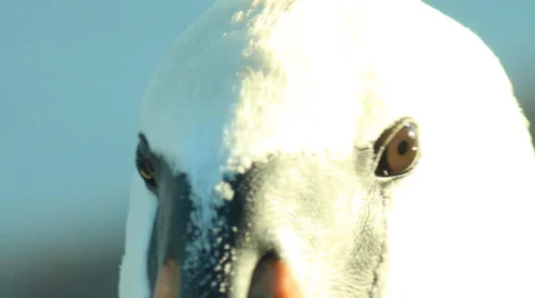 White swan Stock Footage 67668689