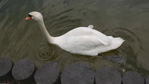 White swan. Stock Footage 75297476